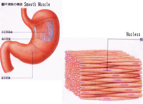 fig_muscle2