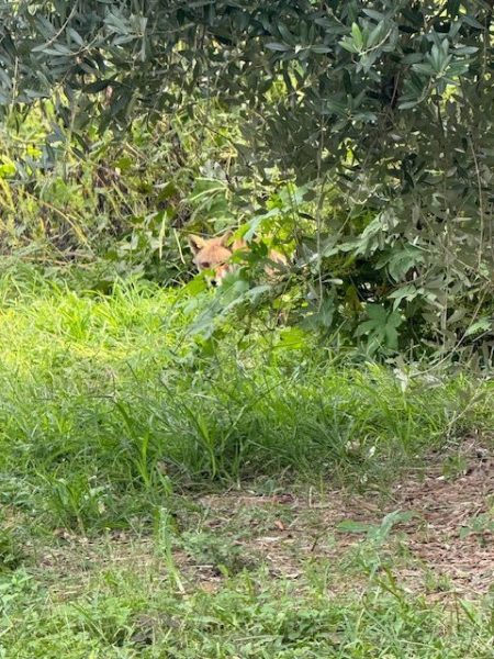 %e5%ad%90%e3%81%8e%e3%81%a4%e3%81%ad